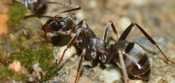 Zombie ant