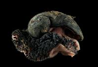 Deepsea Scaly foot gastropod