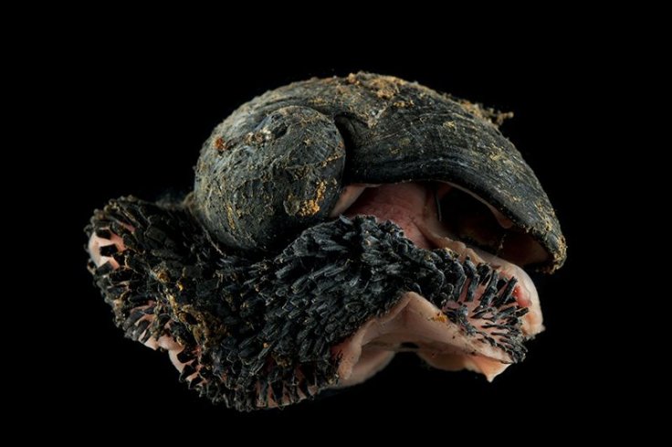 Deepsea Scaly foot gastropod