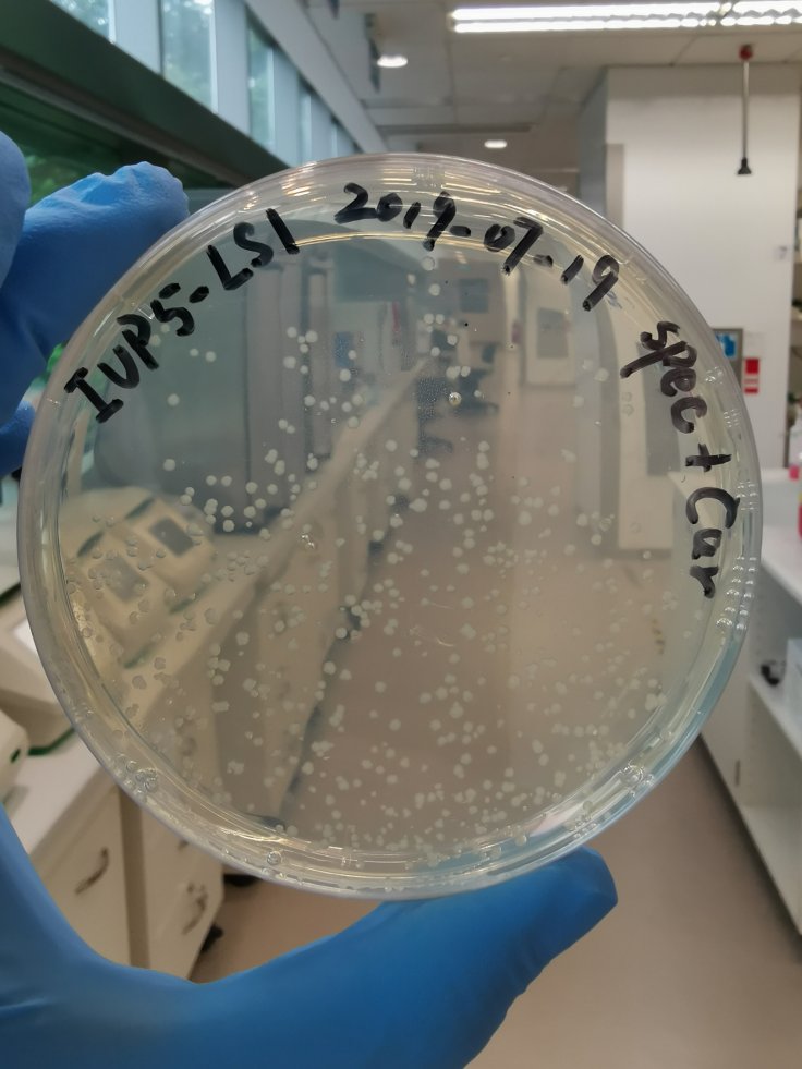 Petri dish with colonies growing microbial cells 