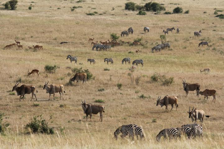 Masai Mara plains in East Africa