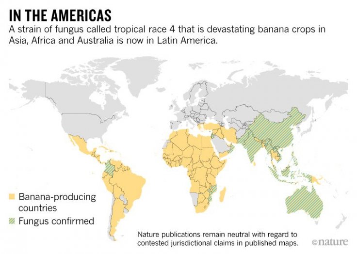 banana, fungus, US banana imports
