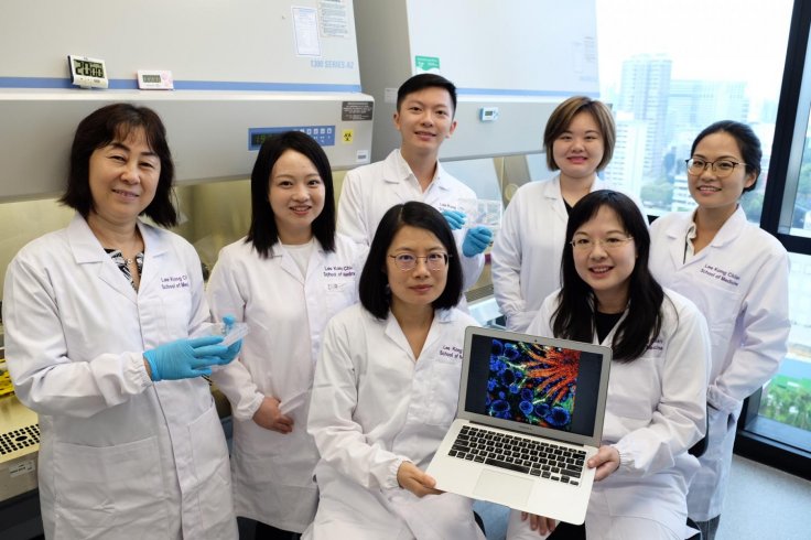 An international team of researchers led by NTU Singapore has grown 'miniature kidneys' in the laboratory that could be used to better understand how kidney diseases develop in individual patients.
