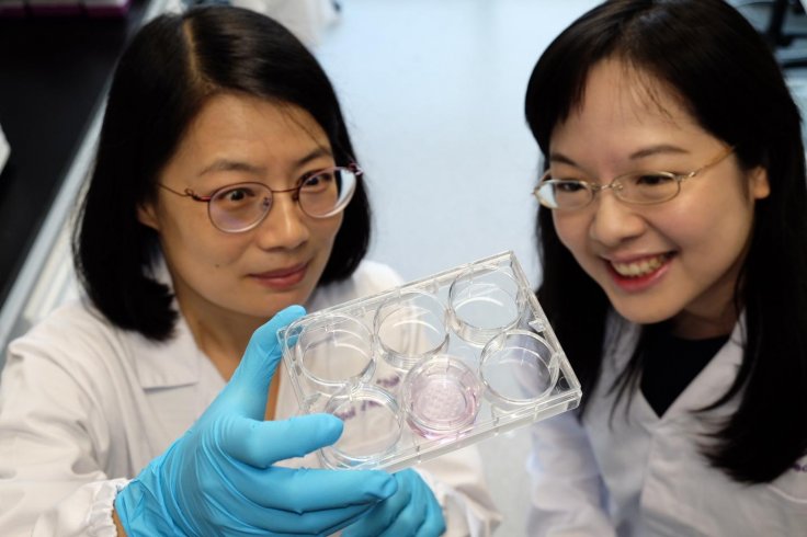 The research on 'mini kidneys' was led by NTU Asst Prof Xia Yun (left) and her team, which includes NTU Asst Prof Foo Jia Nee (right).