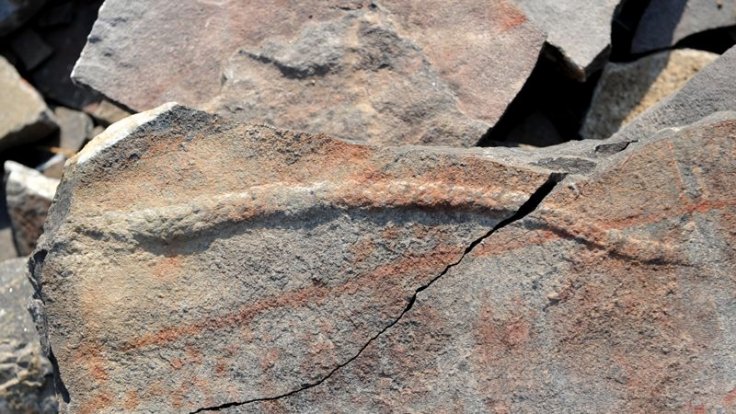 Like modern animals, Y. spiciformis had a distinct front and back end: the fossil tapers towards the rear. Like modern animals, Y. spiciformis had a distinct front and back end: the fossil tapers towards the rear.