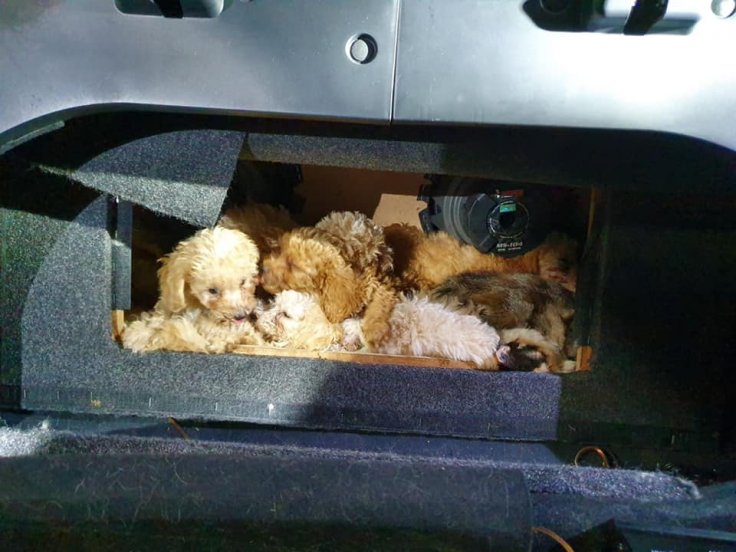 Animal smuggling Animal smuggling