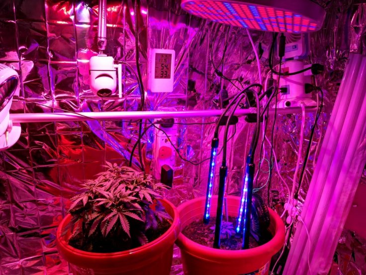 View of interior of makeshift greenhouse, erected within a residential unit, raided by CNB on 9 September 2019.