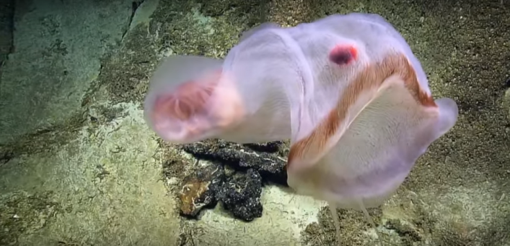 Deep sea creature Deep sea creature