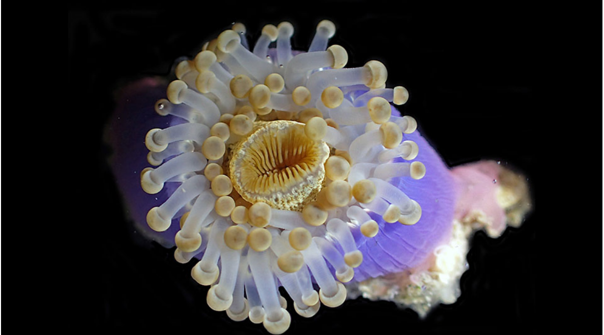 This corallimorpharian (Corynactis sp.) with tentacles and mouth protruding was found at Pulau Ubin as part of a study to establish the diversity and distribution of corallimorpharians in Singapore.