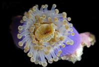 This corallimorpharian (Corynactis sp.) with tentacles and mouth protruding was found at Pulau Ubin as part of a study to establish the diversity and distribution of corallimorpharians in Singapore. This corallimorpharian (Corynactis sp.) with tentacles and mouth protruding was found at Pulau Ubin as part of a study to establish the diversity and distribution of corallimorpharians in Singapore.