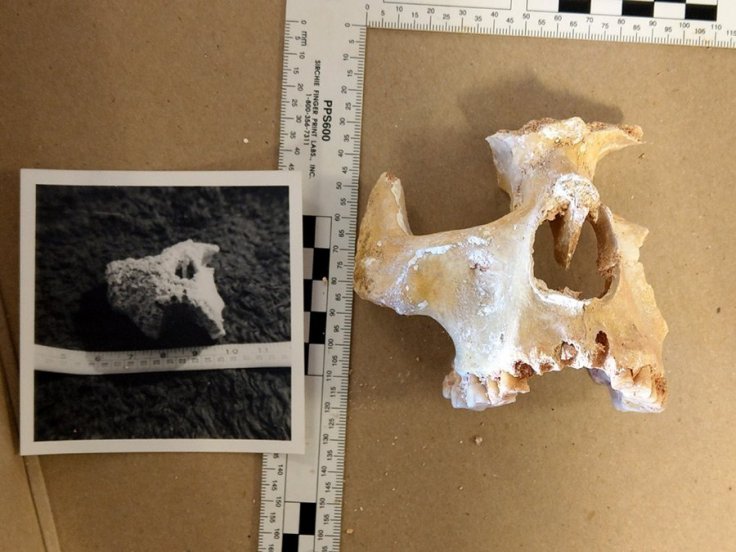 Right facial bones today compared with the original photograph before the calcareous deposit was removed