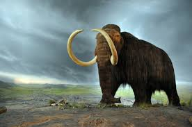 Woolly mammoths