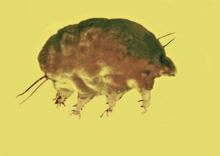 Fossils preserved in Dominican amber reveal a new family, genus and species of microinvertebrate from the mid-Tertiary period, a discovery that shows unique lineages of the tiny creatures were living 30 million years ago. (Provided by George Poinar Jr.) ( Fossils preserved in Dominican amber reveal a new family, genus and species of microinvertebrate from the mid-Tertiary period, a discovery that shows unique lineages of the tiny creatures were living 30 million years ago. (Provided by George Poinar Jr.) (