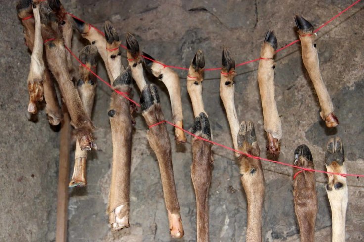 The ends of deer leg bones, stored in conditions that simulated how they were kept in a cave in Israel during the Stone Age by ancient humans. Scientists believe the legs were kept for delayed consumption of their marrow.