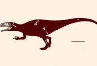 Skeletal reconstruction of Siamraptor suwati. Scale bar – 1 m. Image credit: Chokchaloemwong et al, doi: 10.1371/journal.pone.0222489.