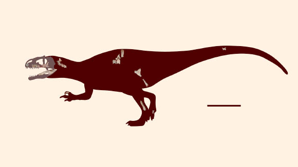Skeletal reconstruction of Siamraptor suwati. Scale bar – 1 m. Image credit: Chokchaloemwong et al, doi: 10.1371/journal.pone.0222489. Skeletal reconstruction of Siamraptor suwati. Scale bar – 1 m. Image credit: Chokchaloemwong et al, doi: 10.1371/journal.pone.0222489.