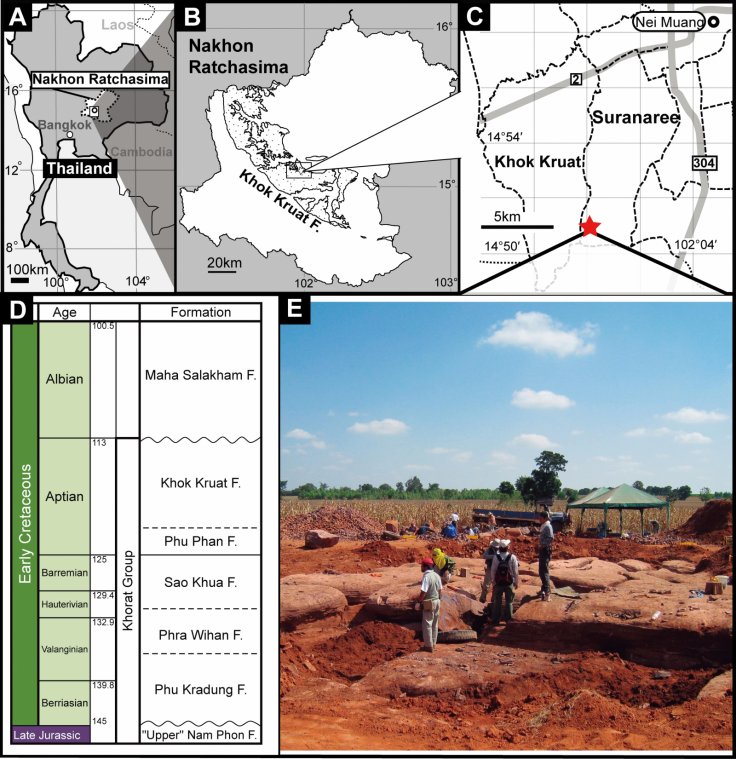 Locality map of new theropod material and stratigraphy of Khorat Group: A – map of Nakhon Ratchasima Province, Thailand; B – distribution map of the Khok Kruat Formation in Nakhon Ratchasima Province; C – enlarged locality map of Suranaree and Khok Kruat Locality map of new theropod material and stratigraphy of Khorat Group: A – map of Nakhon Ratchasima Province, Thailand; B – distribution map of the Khok Kruat Formation in Nakhon Ratchasima Province; C – enlarged locality map of Suranaree and Khok Kruat
