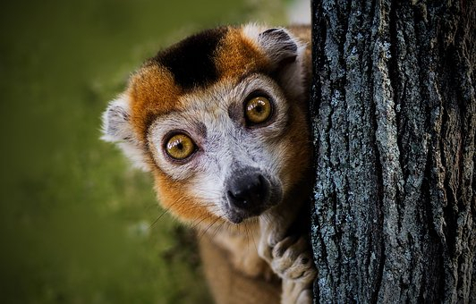 Aye Aye lemur