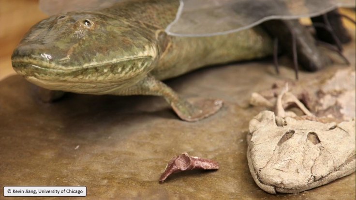 Early tetrapods