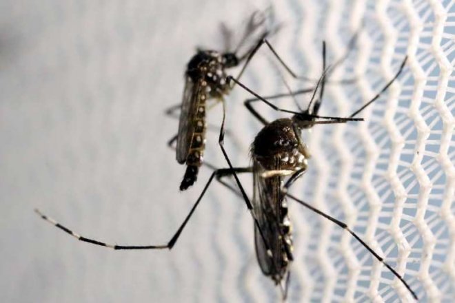 Philippines reports first Zika virus pregnancy case