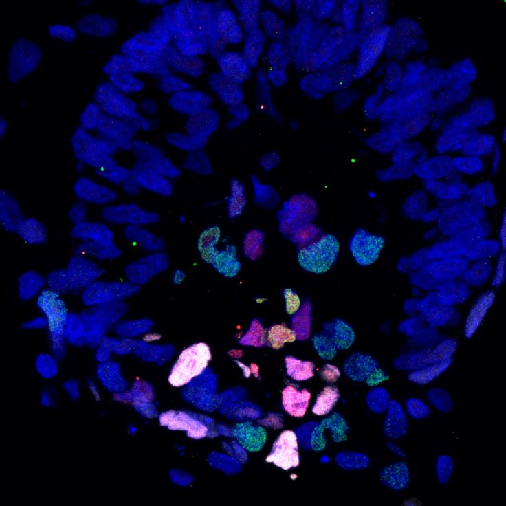 Primate embryo