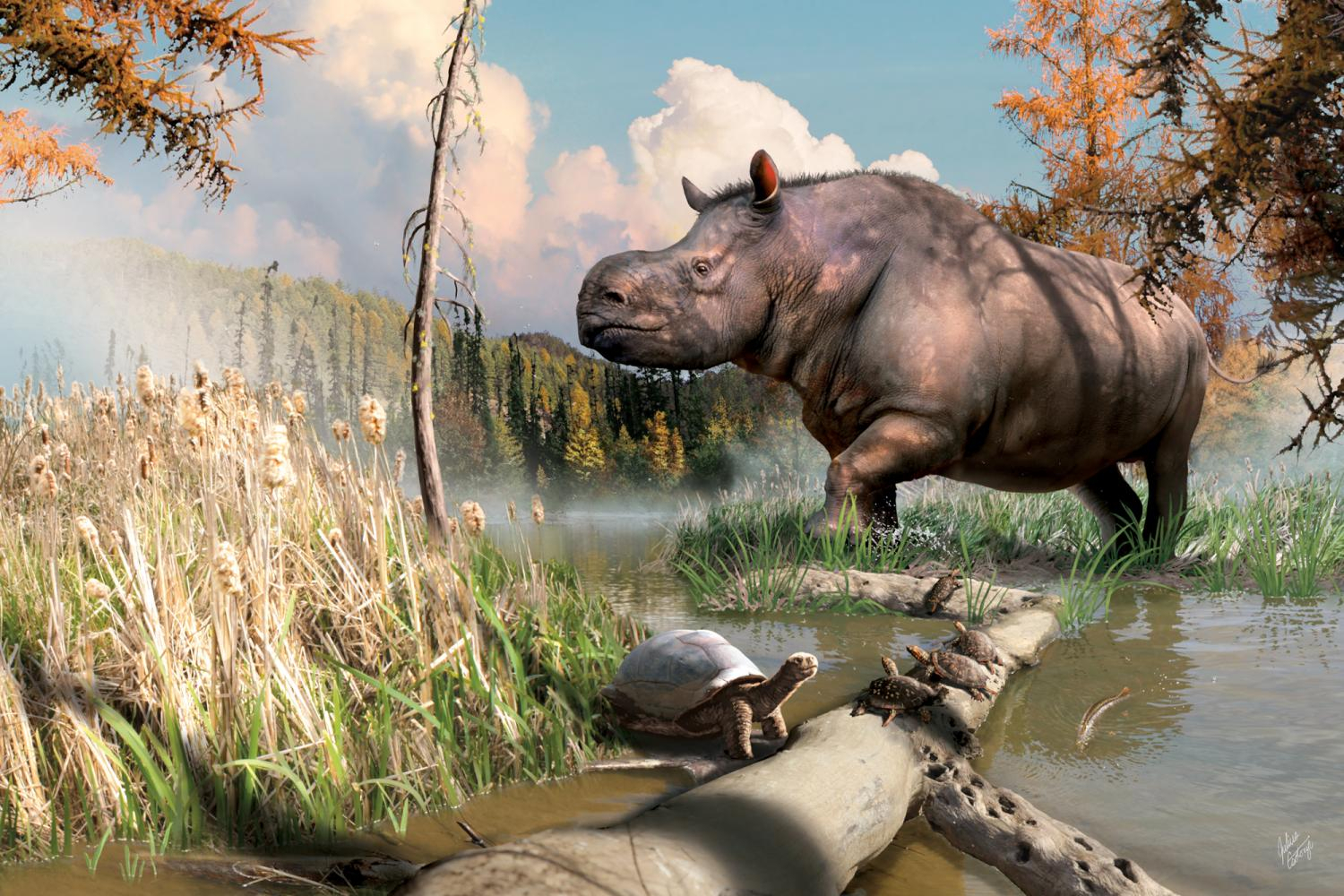 Fossils Of Ancient Cousins Of Todays Rhinos Found In The Yukon