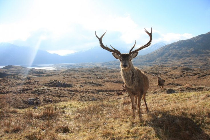 Red deer