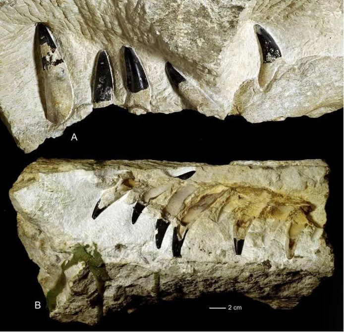 Pliosaurus jaws and teeth from the Krzyzanowice site in Poland.