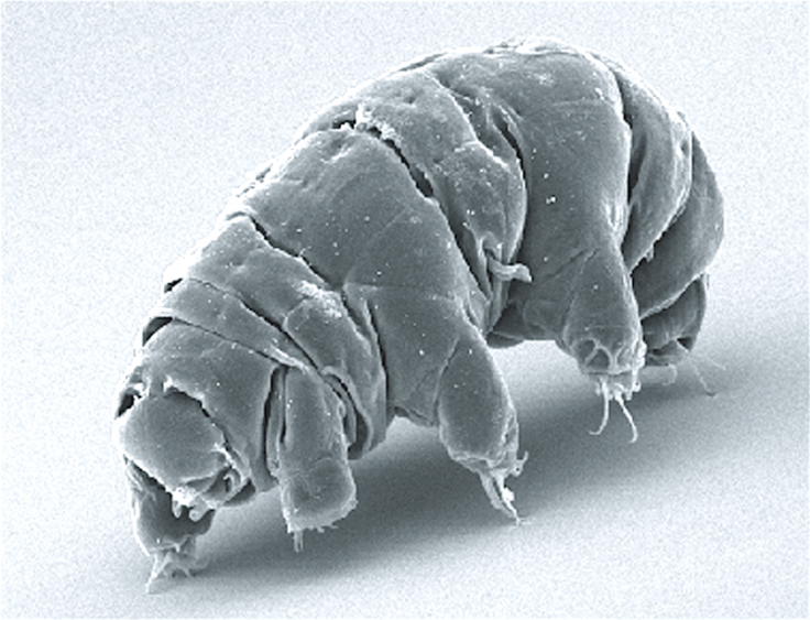 Tardigrade