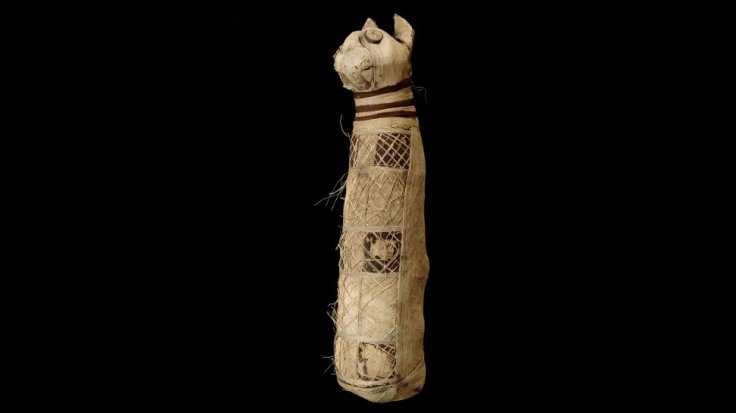 Egyptian cat mummy