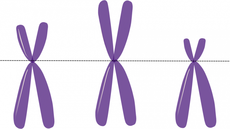 Chromosomes Chromosomes
