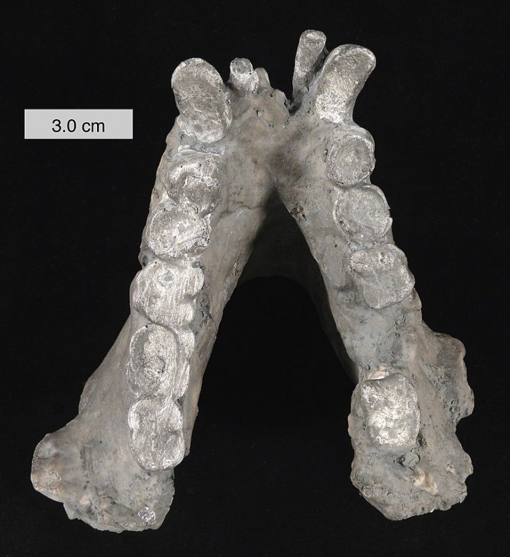 Gigantopithecus blacki