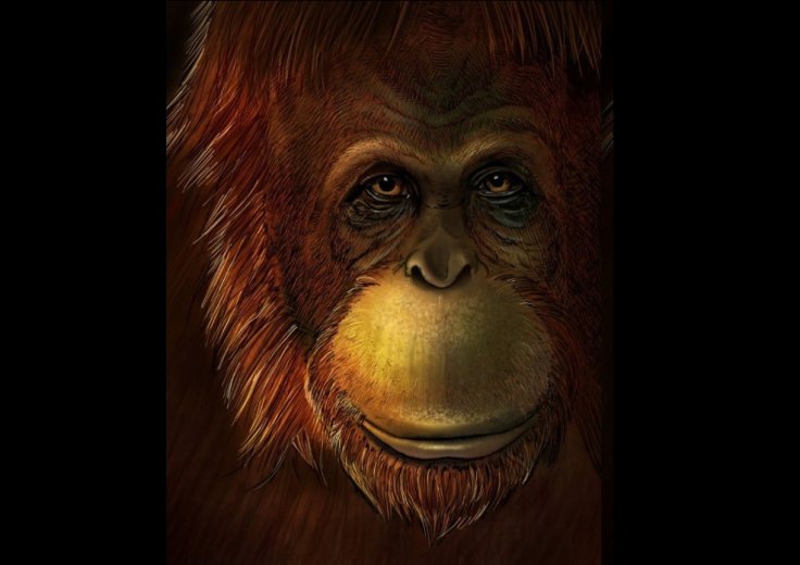 Bigfoot Bigfoot