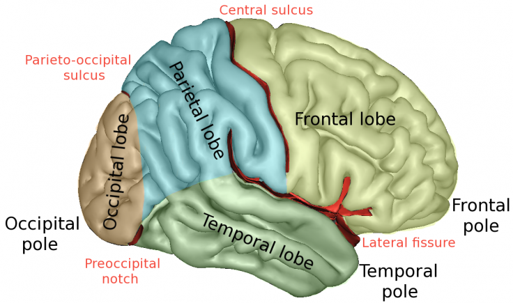 Brain Brain