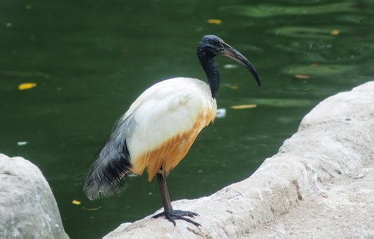 Ibis Ibis