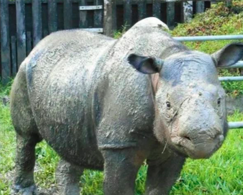 Sumatran rhino Sumatran rhino
