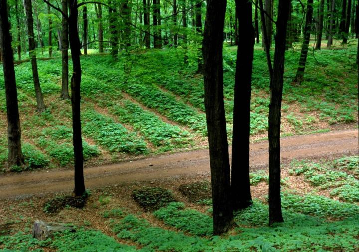 herbal forest farming