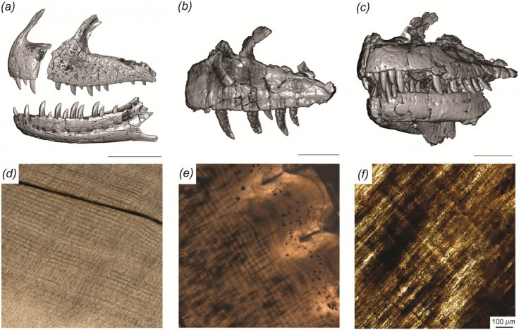 Craniofacial and dental histology of the theropod dinosaurs included in this study