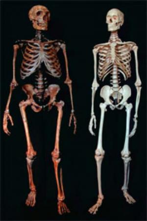 Neanderthal (left) and a modern human (right)