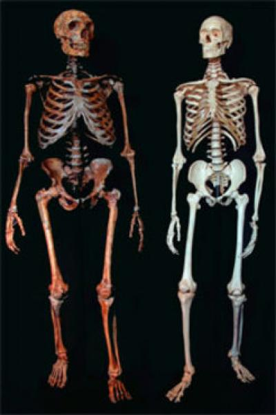Neanderthal (left) and a modern human (right)