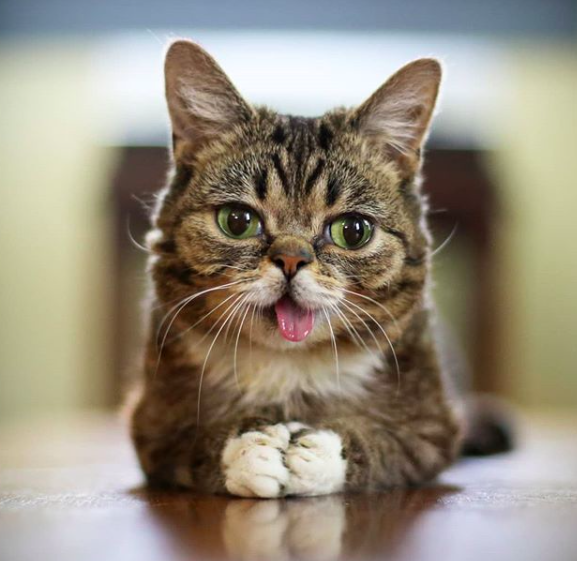 Lil Bub Lil Bub
