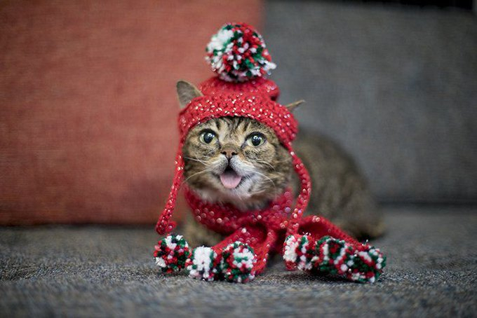 lil bub, lil bub,