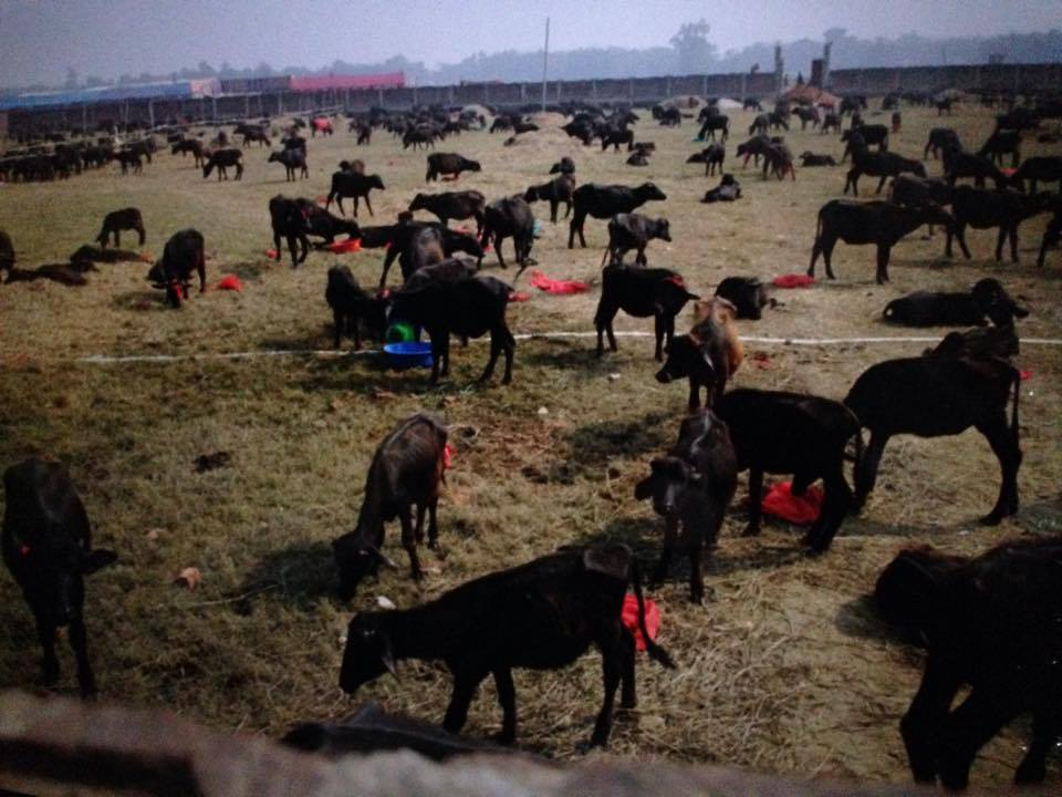 What Is Gadhimai Festival? Thousands Of Animals To Be Slaughtered In ...