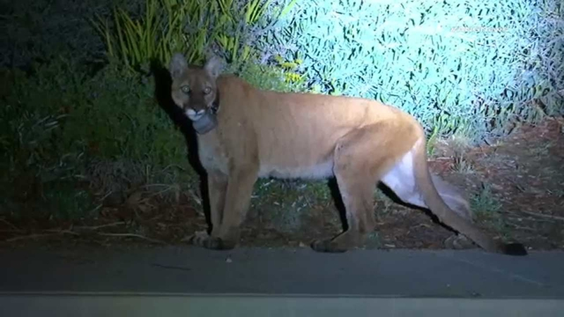 Mountain lion spotted in Simi Valley