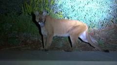 Mountain lion spotted in Simi Valley
