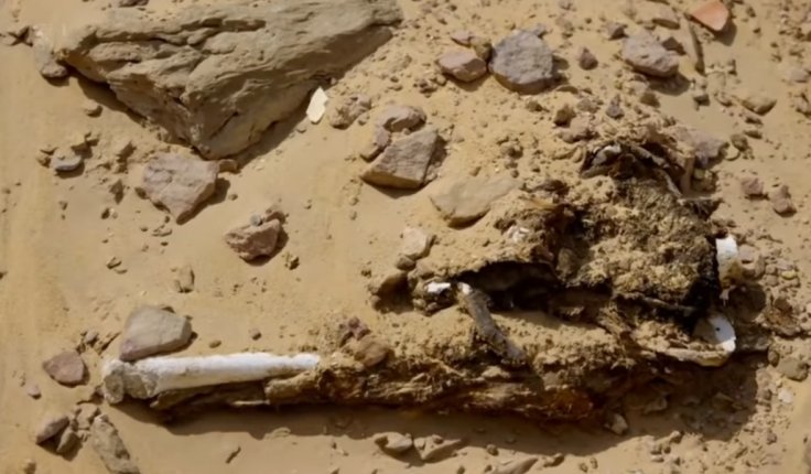 The mummy was found in the city of Aswan The mummy was found in the city of Aswan