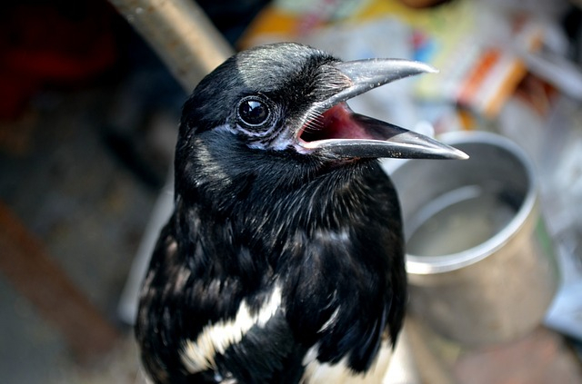 Mynah Mynah