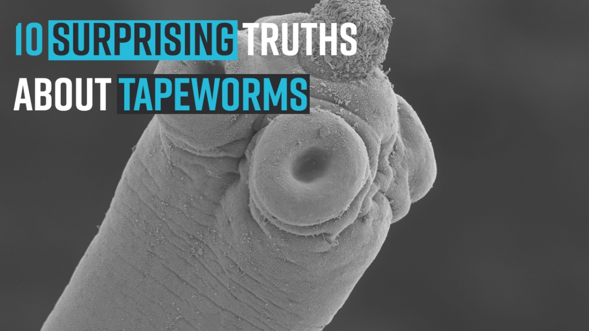 10-surprising-truths-about-tapeworms