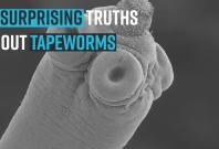 10-surprising-truths-about-tapeworms
