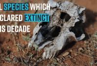 all-species-which-declared-extinct-this-decade